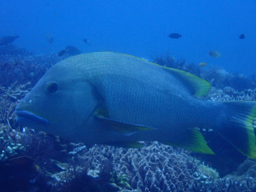 Lutjanus lutjanus observed 2026-10-28