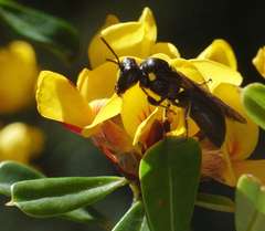 Amphylaeus morosus