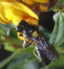 Amphylaeus morosus