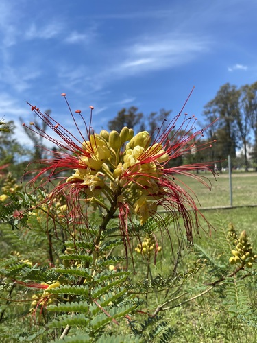 Caesalpinia observed 2026-10-28