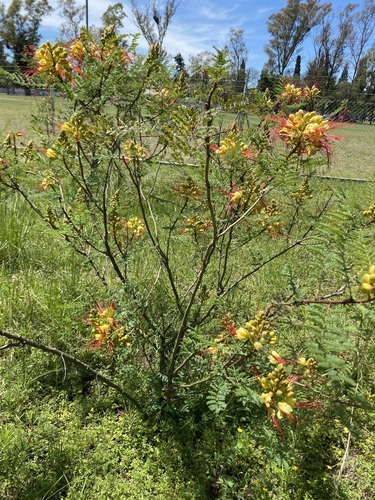 Caesalpinia observed 2026-10-28