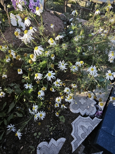 Chrysanthemum observed 2026-10-28