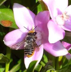 Megachile chrysopyga