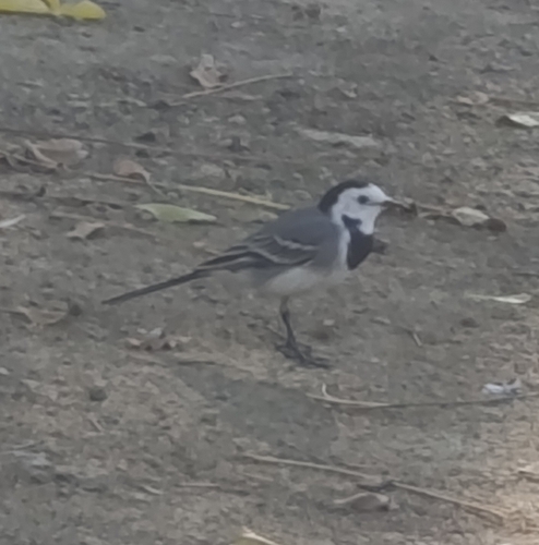 Motacilla alba observed 2026-10-28
