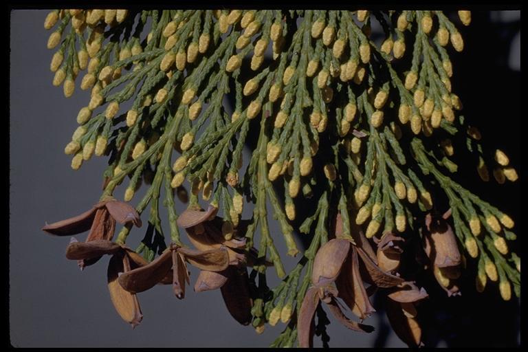 California Incense Cedar (LA Urban Forest Program) · iNaturalist