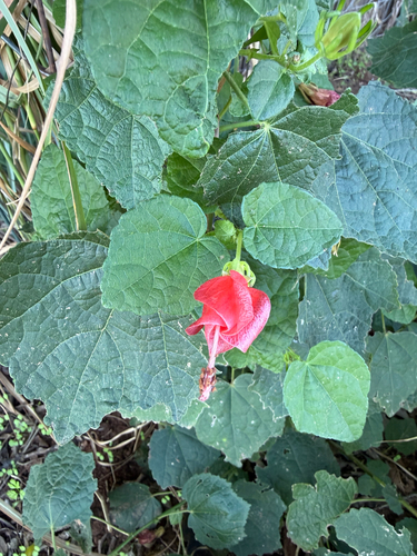 Hibiscus observed 2026-10-28