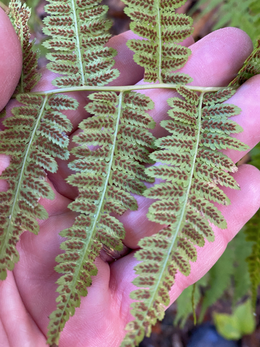 Athyrium filix-femina observed 2026-10-28