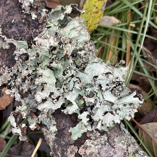 Lobaria observed 2026-10-28