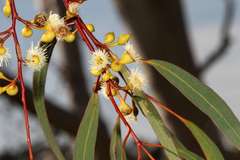 Eucalyptus leucoxylon connata