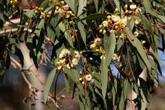 Eucalyptus leucoxylon connata