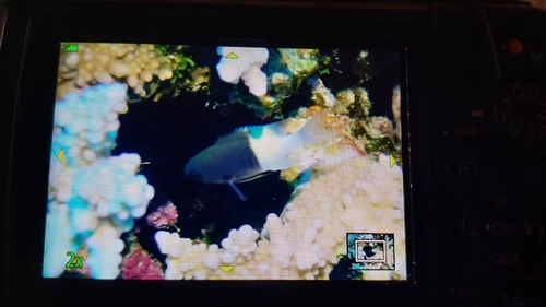 Chromis dimidiata observed 2026-10-28