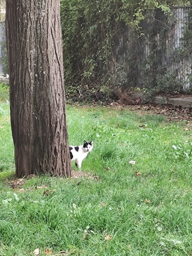 Felis silvestris observed 2026-10-28