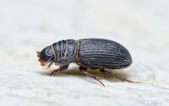 Rhyssemus germanus
