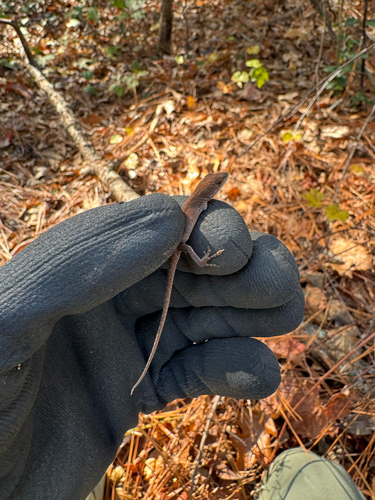Anolis carolinensis observed 2026-10-28