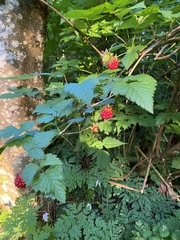 Rubus spectabilis