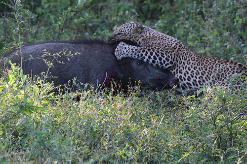 Panthera pardus kotiya photograph by the iNaturalist community