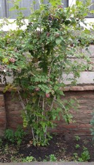 Rubus urticifolius
