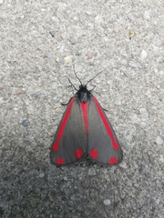 Tyria jacobaeae