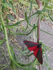 Tyria jacobaeae