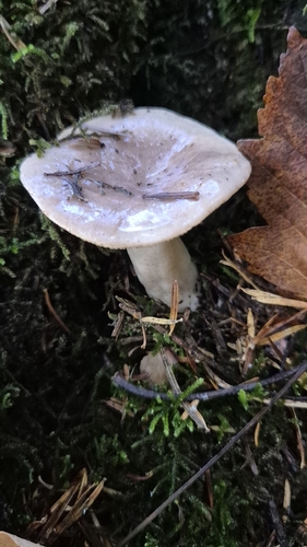 Lactarius lactarius observed 2026-10-28