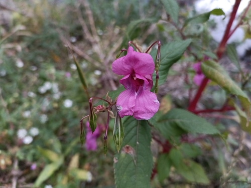 Impatiens glandulifera, 2026-10-28