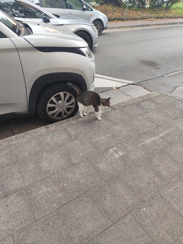 Felis silvestris observed 2026-10-28