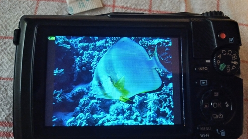 Chaetodon observed 2026-10-28