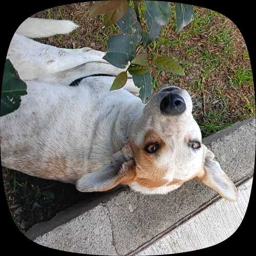 Canis lupus observed 2026-10-28