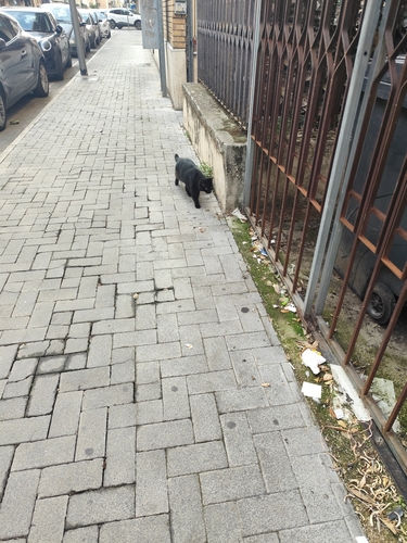 Felis silvestris observed 2026-10-28