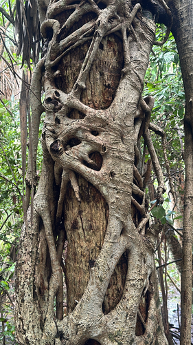 Ficus observed 2026-10-28