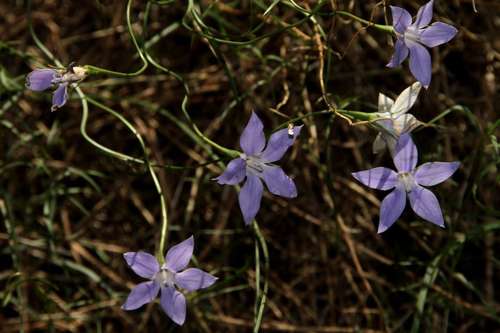 Image of Wahlenbergia luteola by (c) Russell Best, some rights reserved (CC BY)