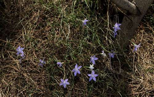 Image of Wahlenbergia luteola by (c) Russell Best, some rights reserved (CC BY)