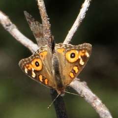 Junonia villida calybe