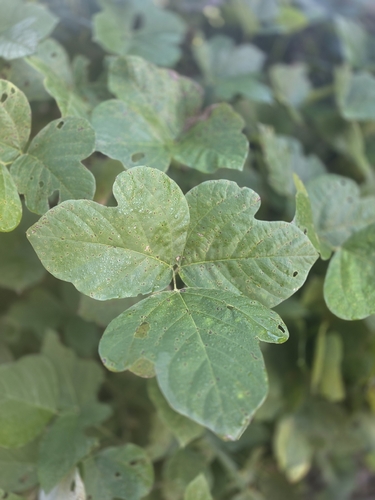 Pueraria montana observed 2026-10-28