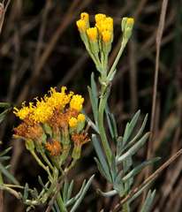 Senecio cunninghamii cunninghamii