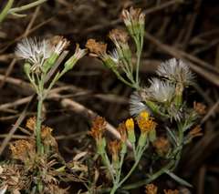 Senecio cunninghamii cunninghamii
