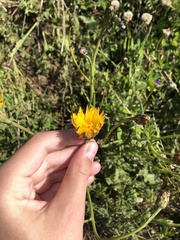 Hypochaeris maculata