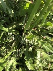 Hypochaeris maculata