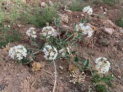 Tripterocalyx carneus