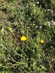 Hypochaeris maculata