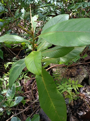 Terminalia catappa observed 2026-10-28