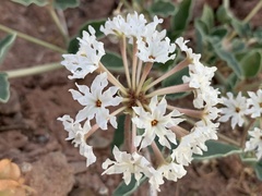 Tripterocalyx carneus