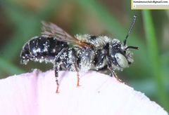 Hoplitis beijingensis