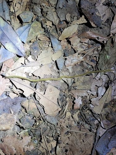 Dolichoplana striata observed 2026-10-28