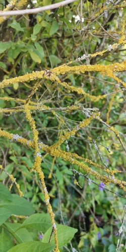 Xanthoria observed 2026-10-28