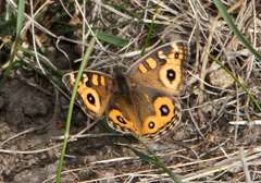 Junonia villida calybe