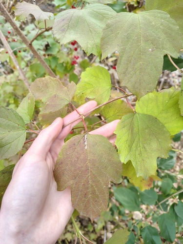 Viburnum observed 2026-10-28
