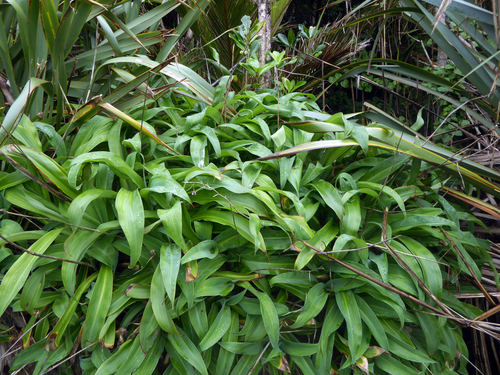 Arthropodium cirratum