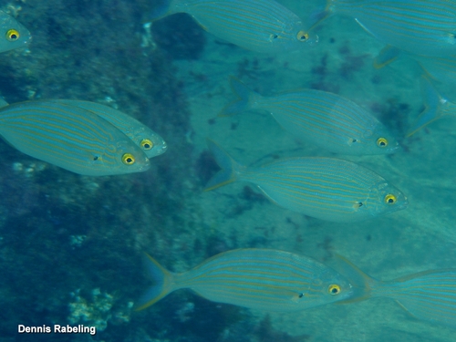 Sarpa salpa observed 2026-10-27