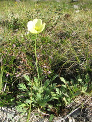 Papaver lapponicum